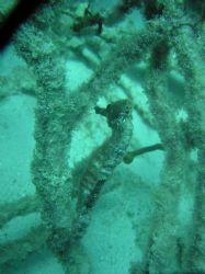 Found a sea horse, doing what they do best, in Bonaire. by Kelly Sharkey 